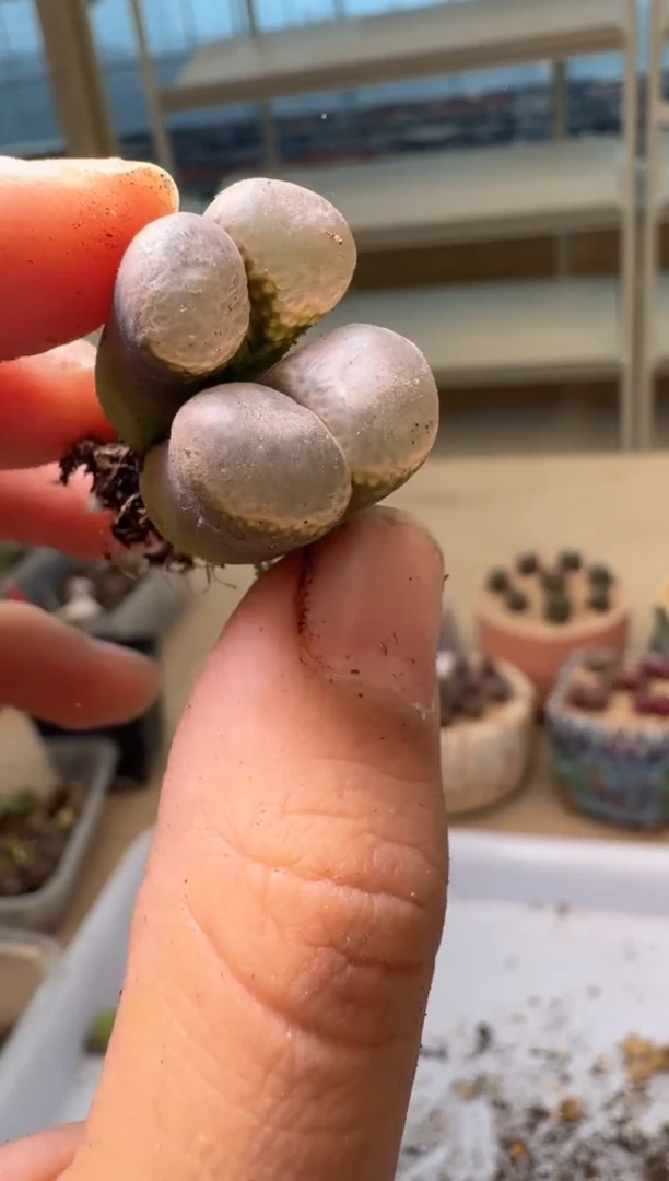 28-19多肉植物肉锥