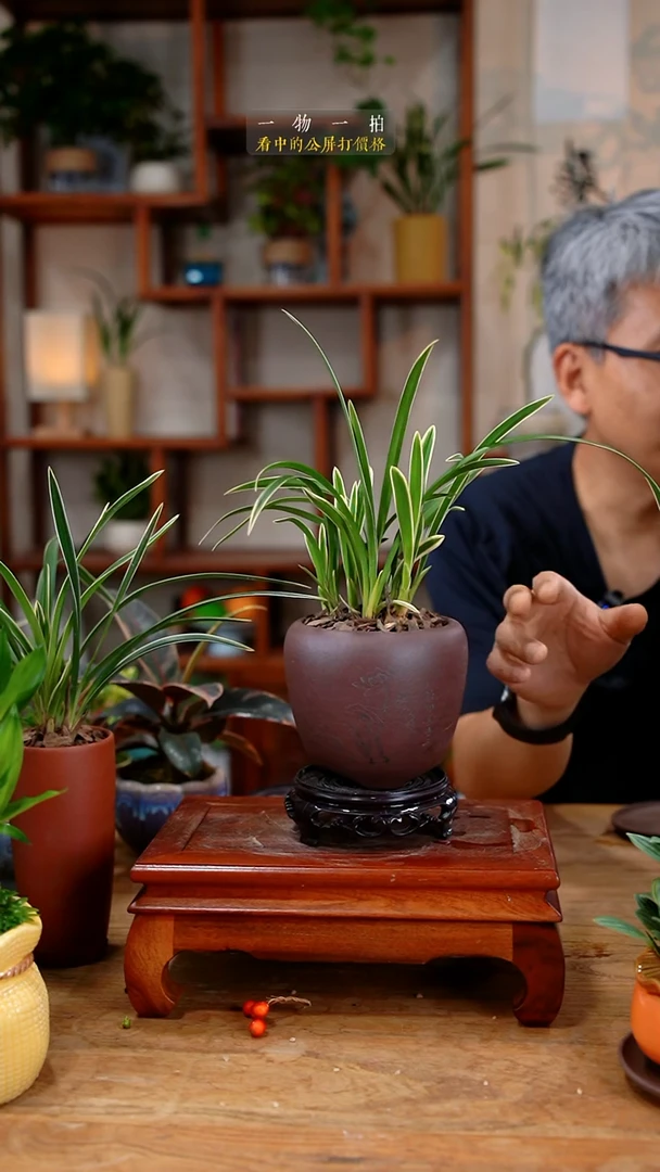 不开花植物心*缘补差价529