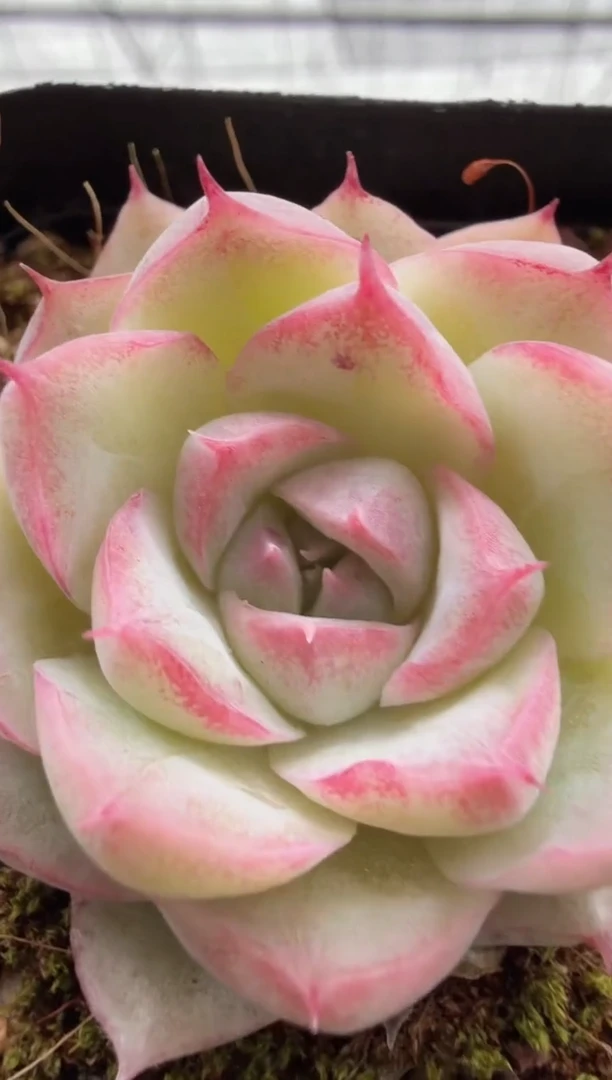 东云多肉园二店-203