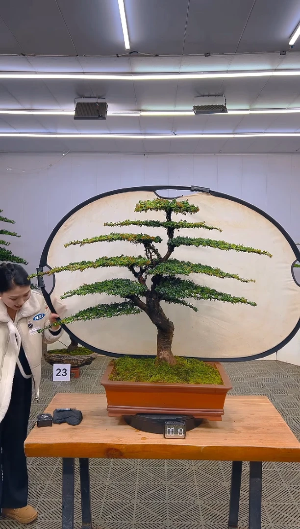 无花朵一物一拍一物一拍