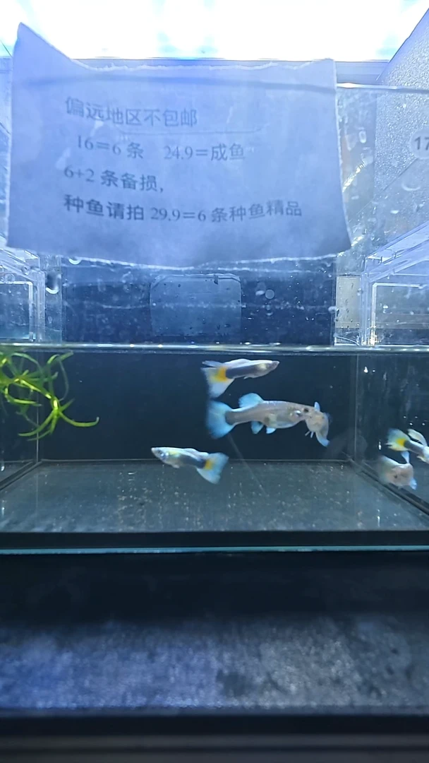 孔雀鱼蓝金精品成鱼