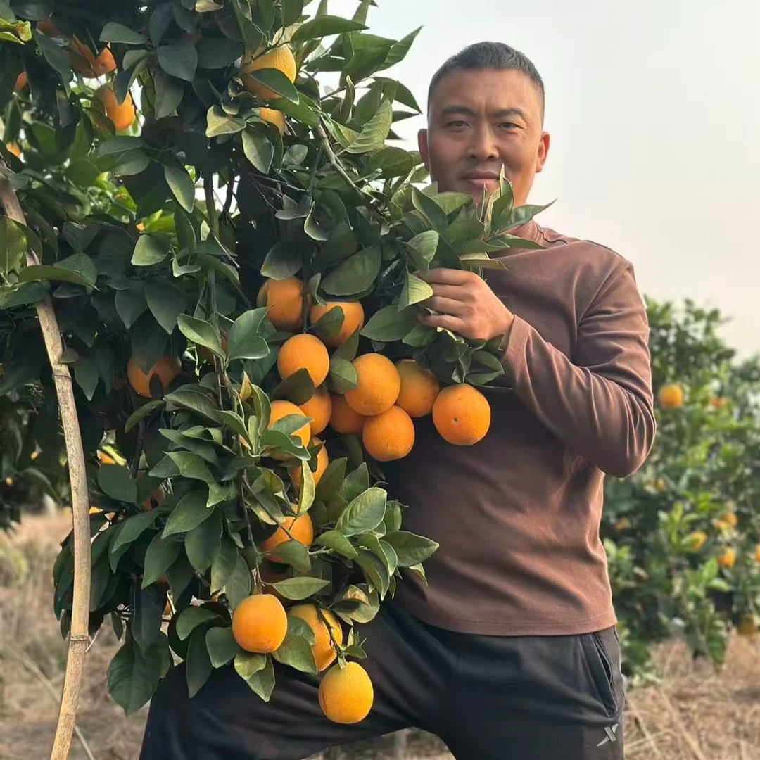 当季新鲜脐橙水果应季现摘现发新鲜采摘香甜多汁包邮