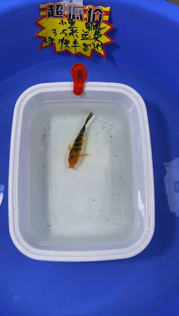 锦鲤活体二号链接