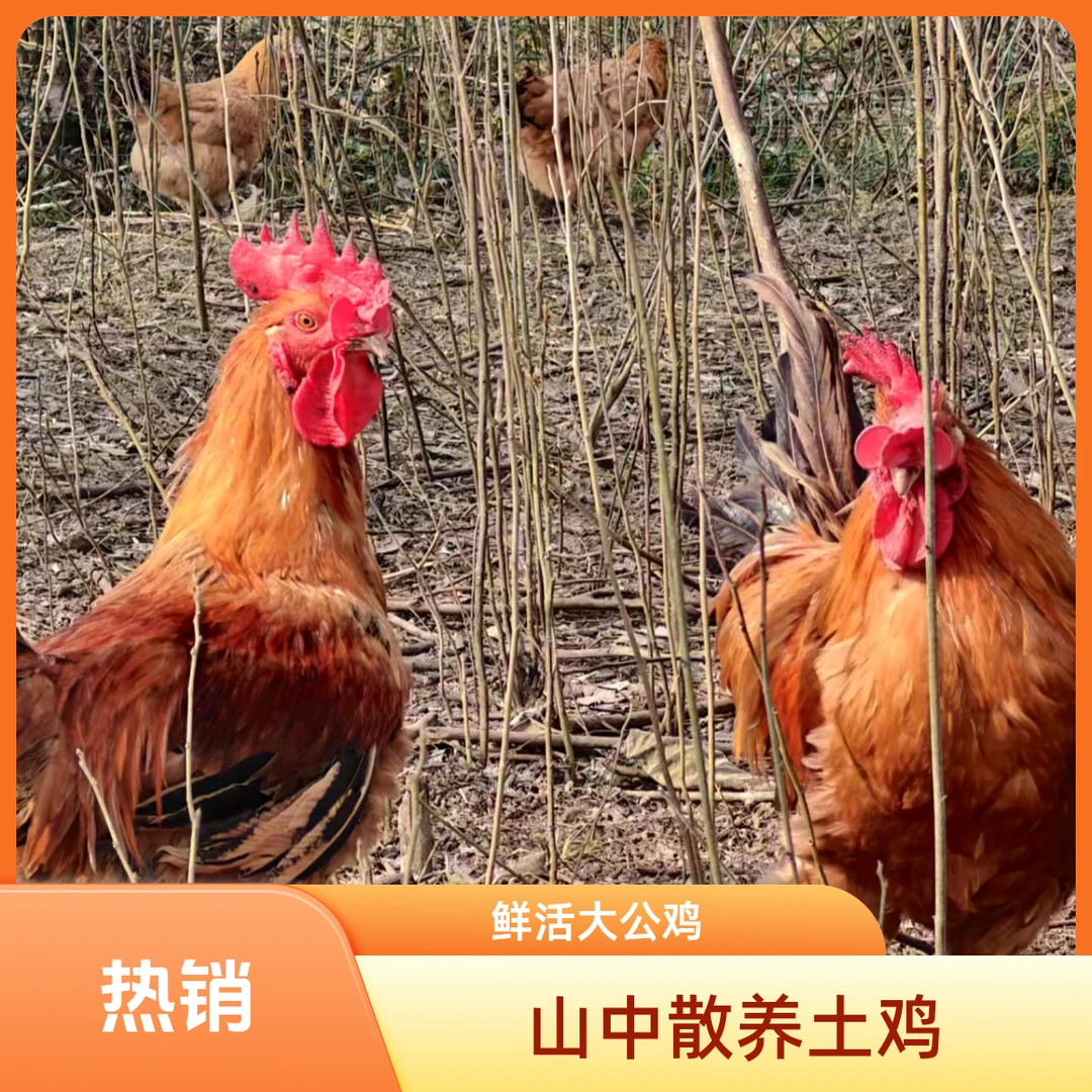 活鸡大公鸡整鸡两只七斤 散养土鸡 山中遛弯走地鸡 顺丰包邮
