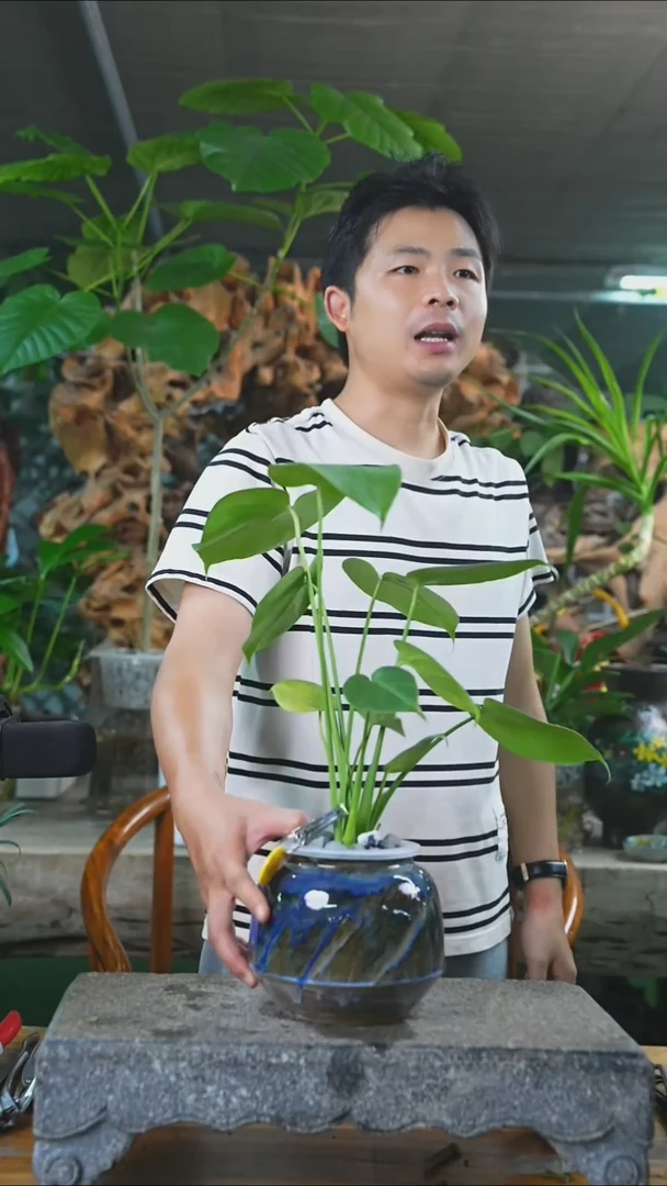 完全开放龟背310T