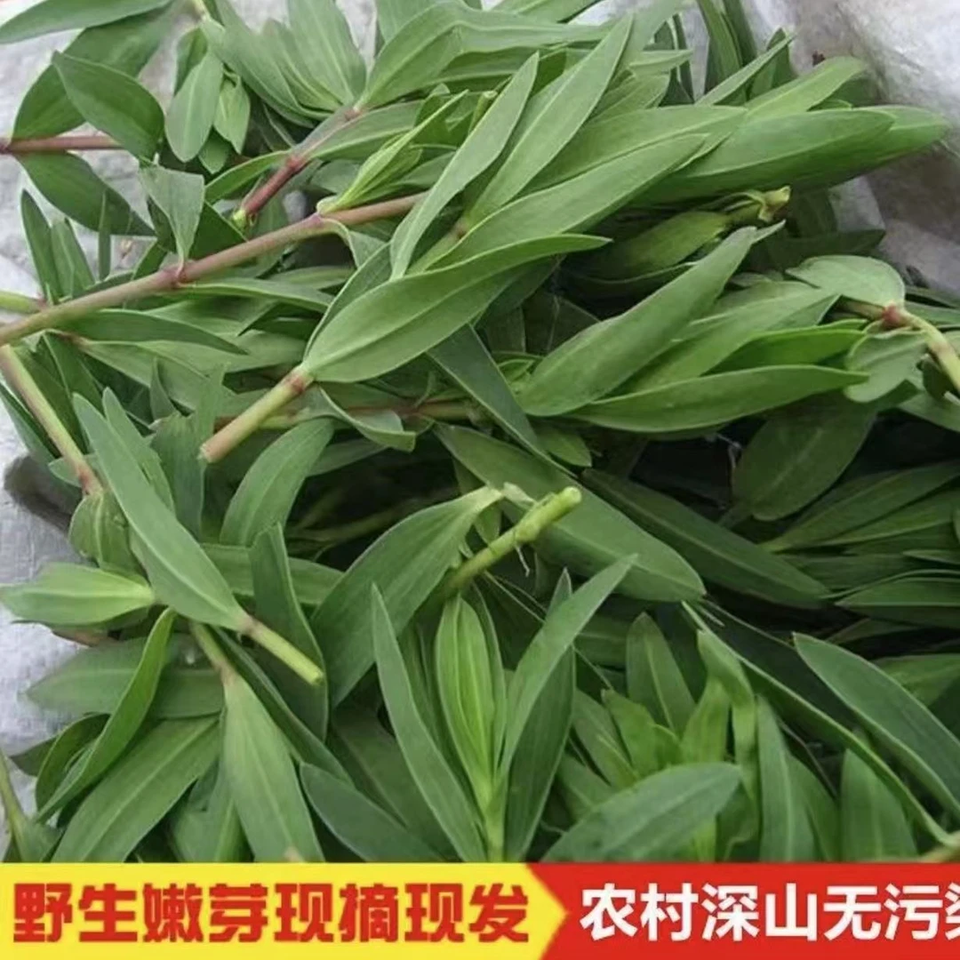 野生头茬山苜楂菜山东野菜山菜蚂蚱菜山麻扎杂菜山麻楂
