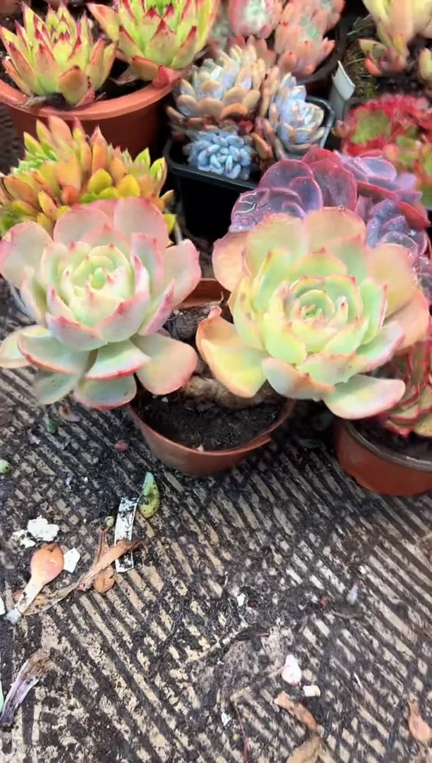 ?*琪多肉植物一物一拍20355