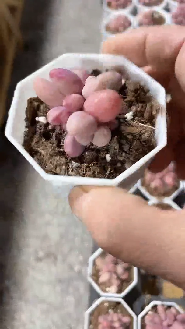 【闪购商品】八角杯糖果美人三头多肉