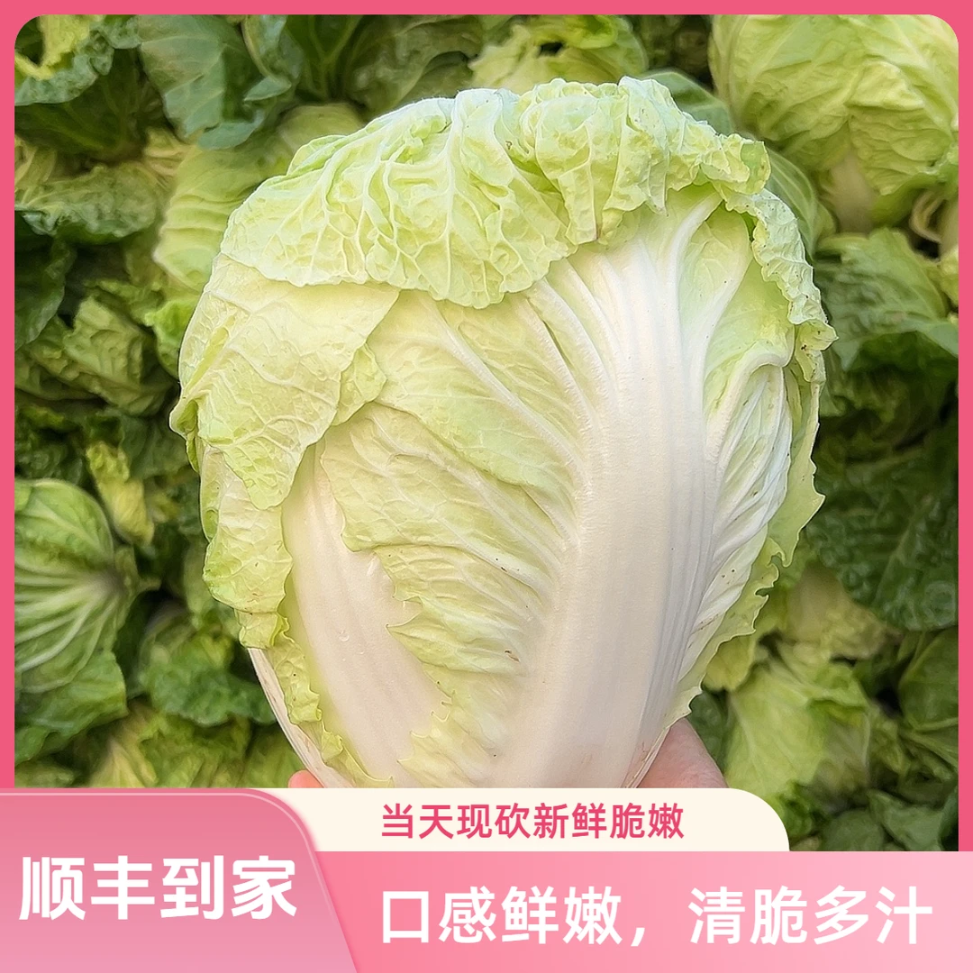 【顺丰到家】河南露天现砍大白菜当季时令蔬菜火锅菜好吃便宜