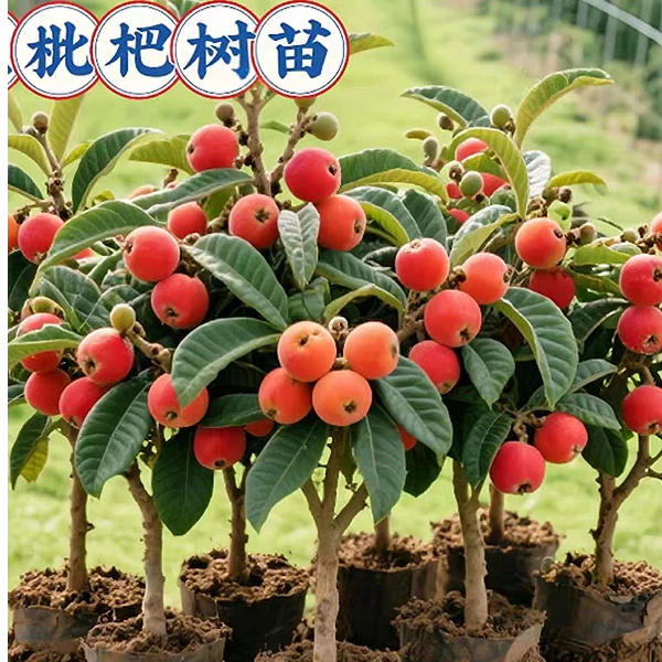 【一物一怕】枇杷苗红肉无核砂糖枇杷南北方可种植抗旱耐寒