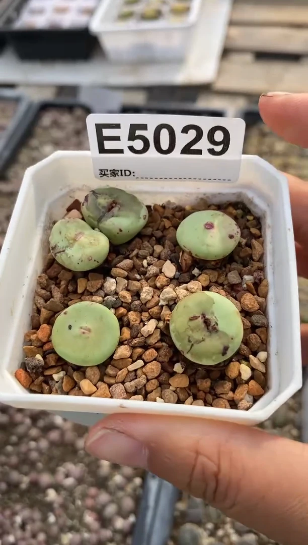 5029直播一物一拍