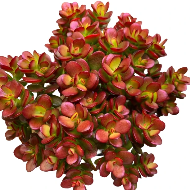 老桩摇米树 新手好养 多肉植物