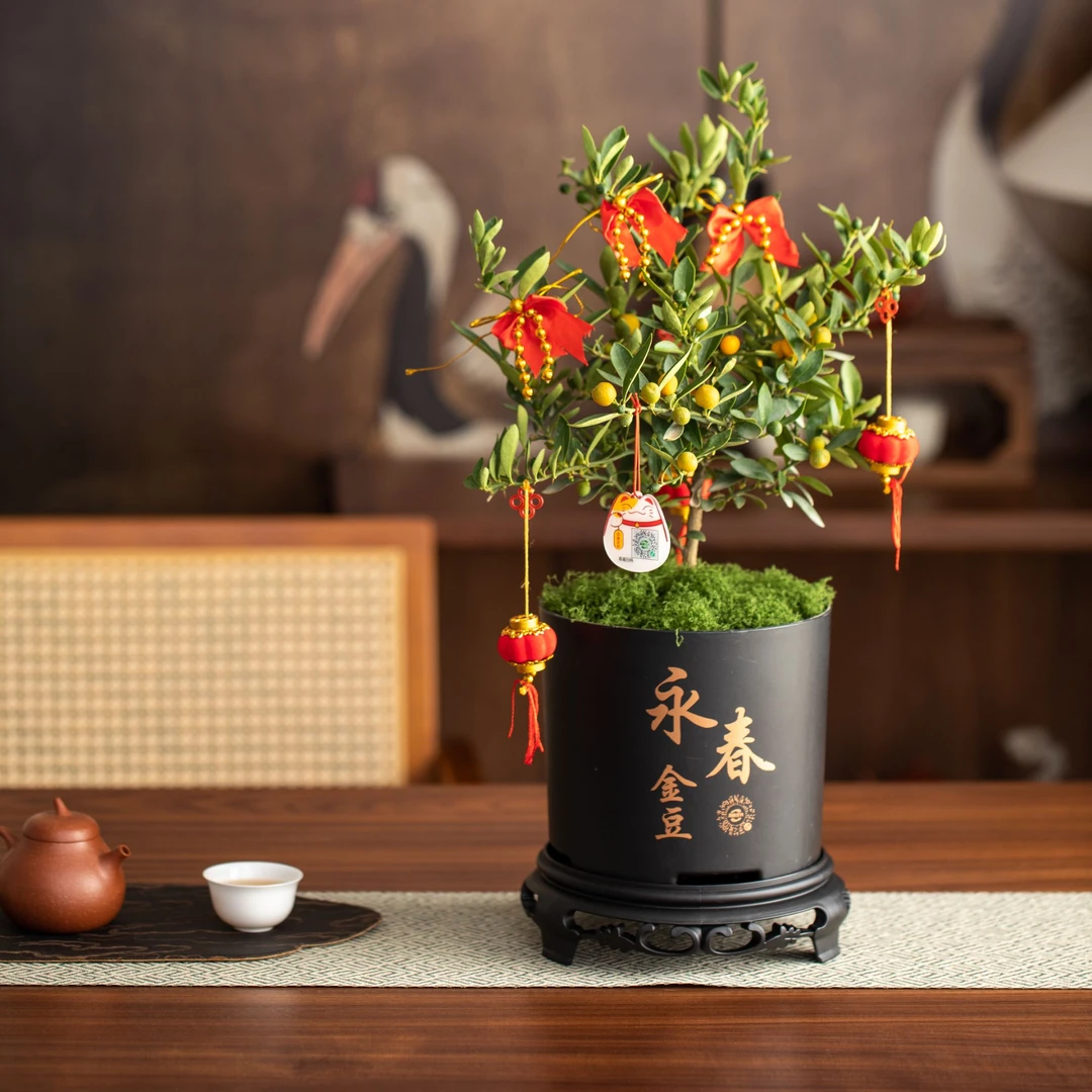 【三年植株】永春盆栽小金豆 合法溯源 挂果 3-6 个月 富贵盆景