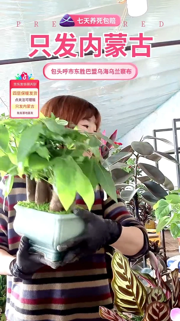 完全开放陶瓷发财树