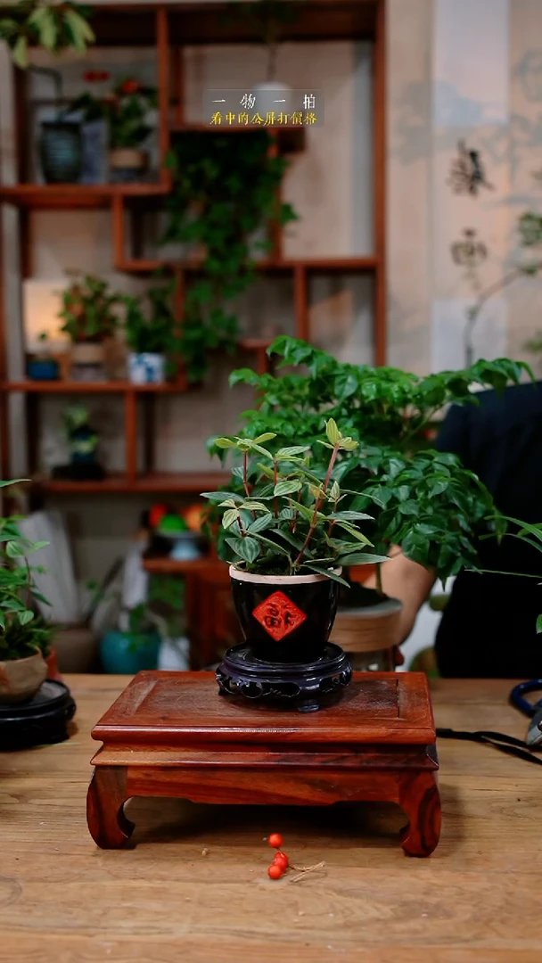 不开花植物杰****备豆瓣绿278