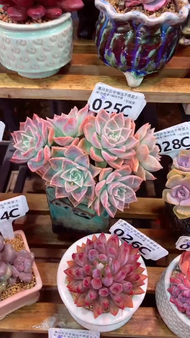 025C（一物一拍实付满28发货，默认不带盆土）
