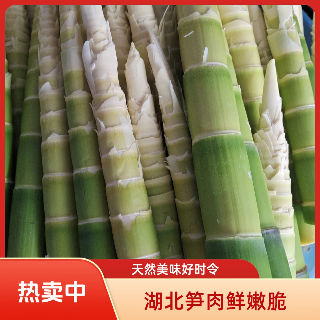 2025年湖北文笋笋肉新鲜嫩脆笋竹笋天然美味