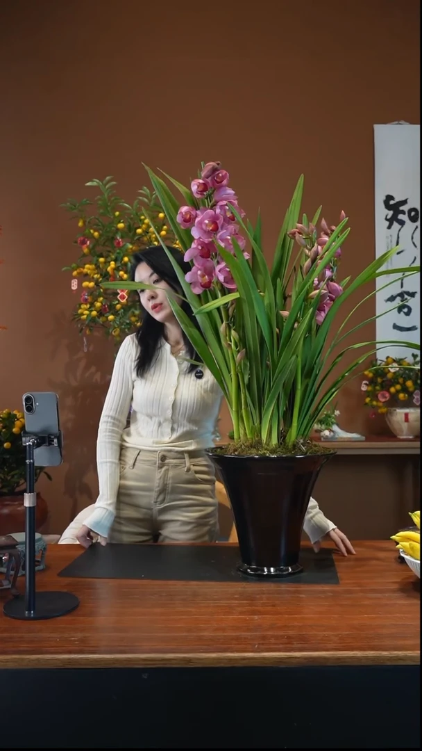 全部花朵兰花盆景盆景