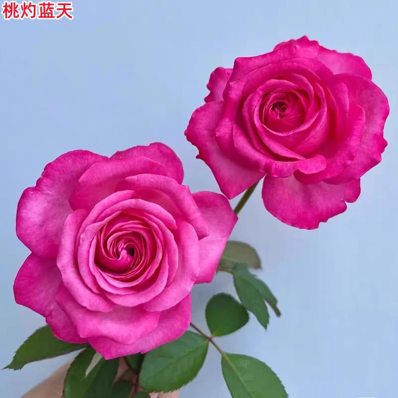 桃灼蓝天月季苗灌木大花浓香耐热庭院阳台盆栽四季开花玫瑰花苗