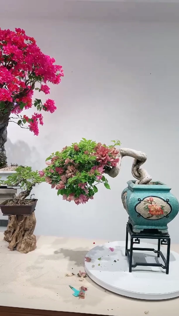 无花朵~***?三角梅老桩盆景