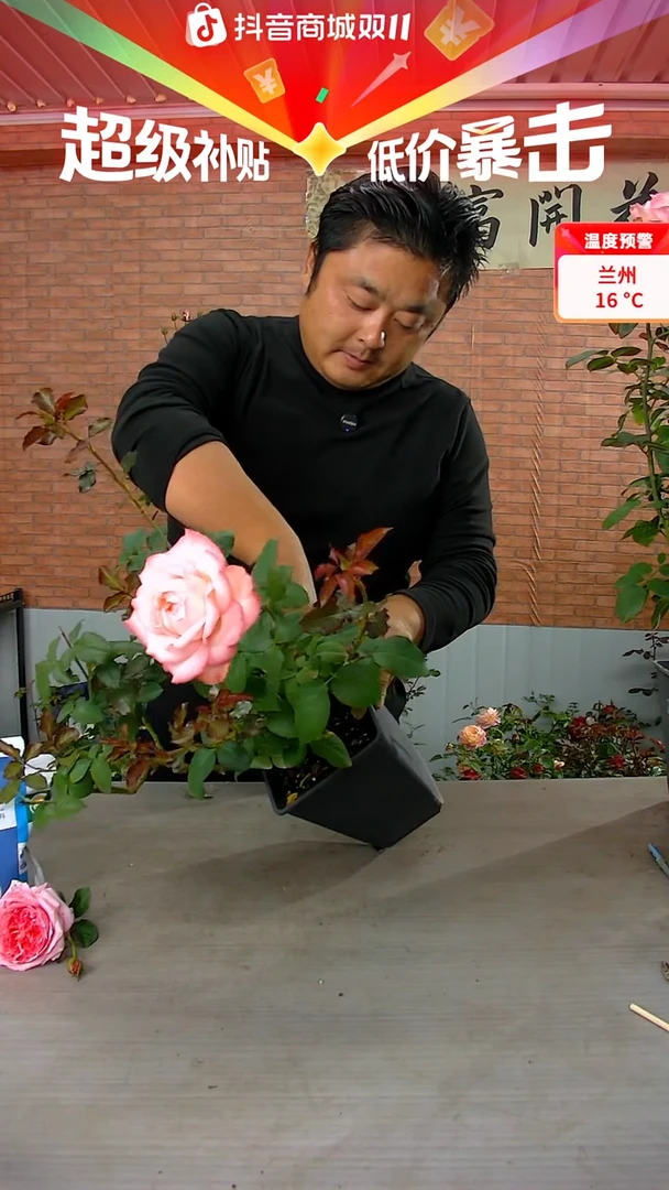 当前无花朵，栽培后可花朵乔伊斯