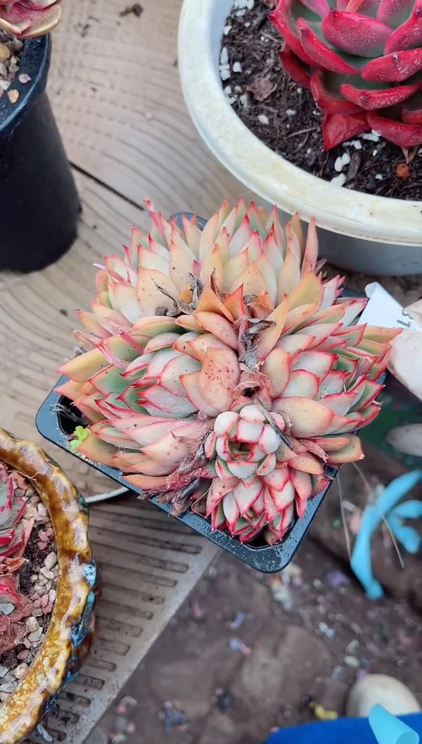 【闪购商品】08150