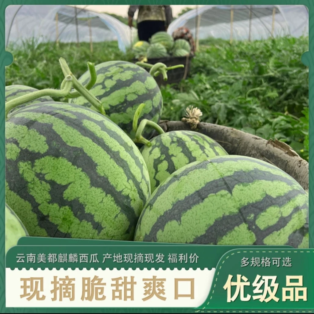 【次日达】无子美都西瓜8-9斤新鲜云南省