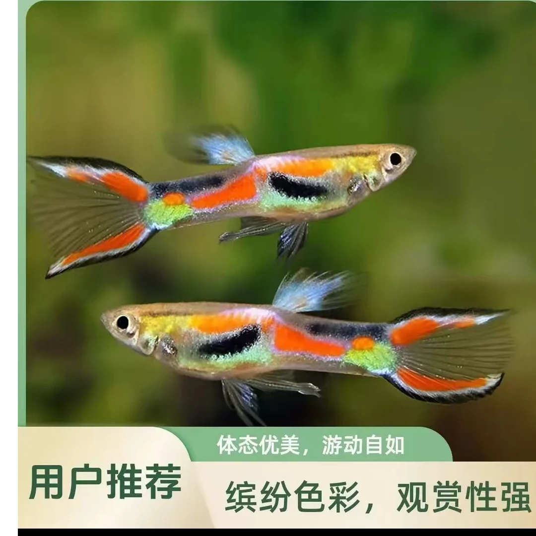 安格拉斯双剑热带观赏鱼皮实好养适合新手