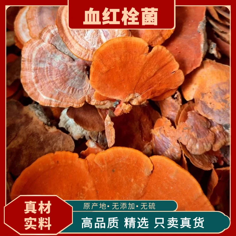 血灵芝纯野生红栓菌血红密孔菌朱砂菌红樟芝血红栓菌红云芝牛樟菇