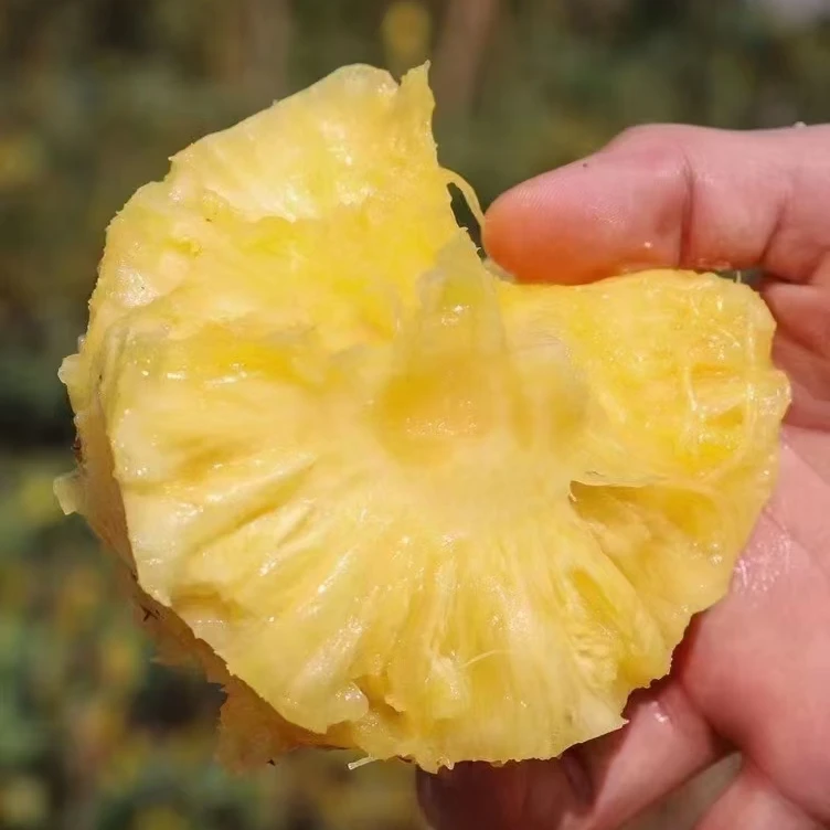 【顺丰快递】海南金钻凤梨 新鲜水果香甜脆甜多汁削皮即食凤梨口感