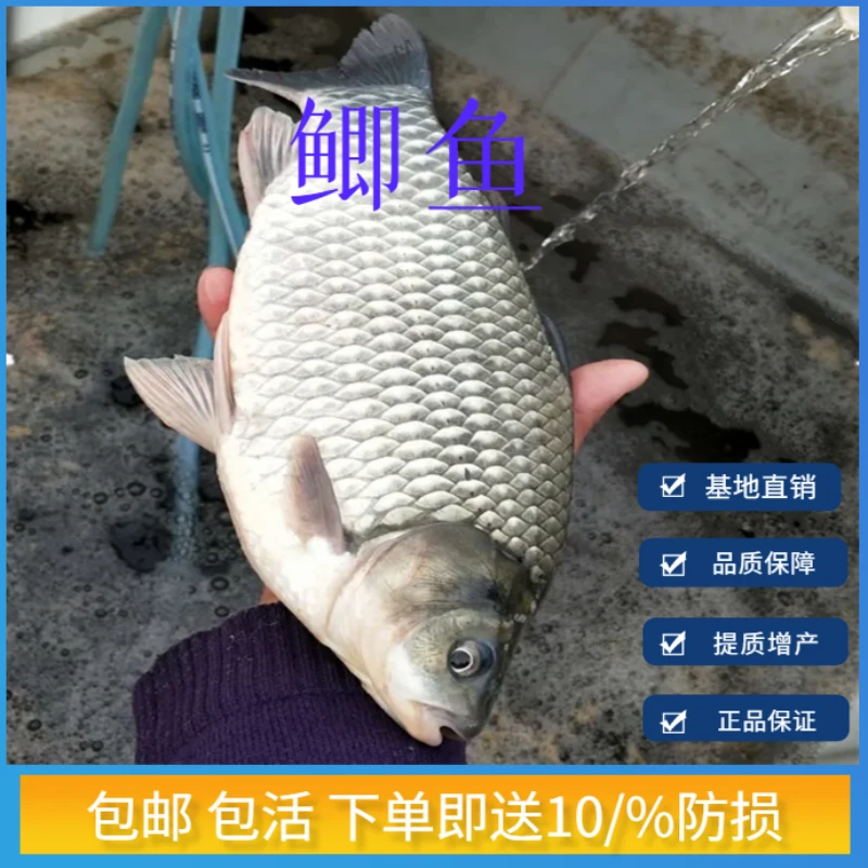 大品种中科5号鲫鱼大板鲫工程鲫黄金银鲫活体水族淡水观赏鱼养殖