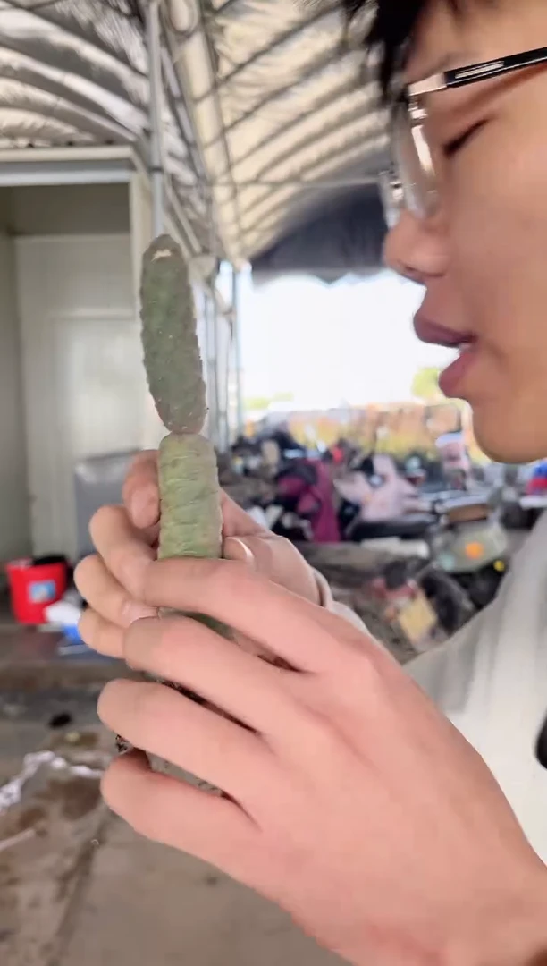 【闪购商品】松丽团扇 2头起