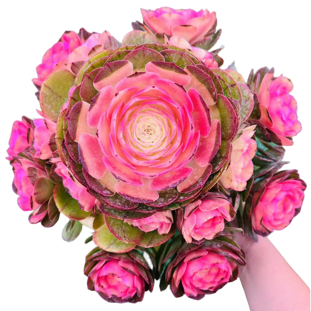 海棠玫瑰法师多肉植物盆栽室内室外办公桌新手好养脱土发