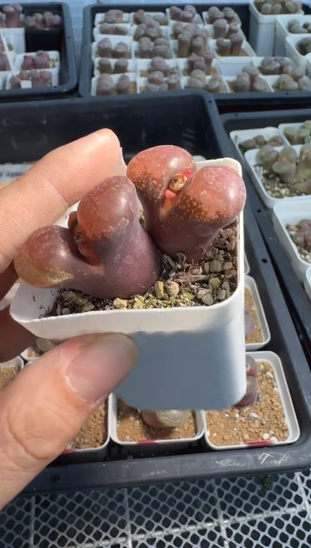 27-11多肉植物肉锥