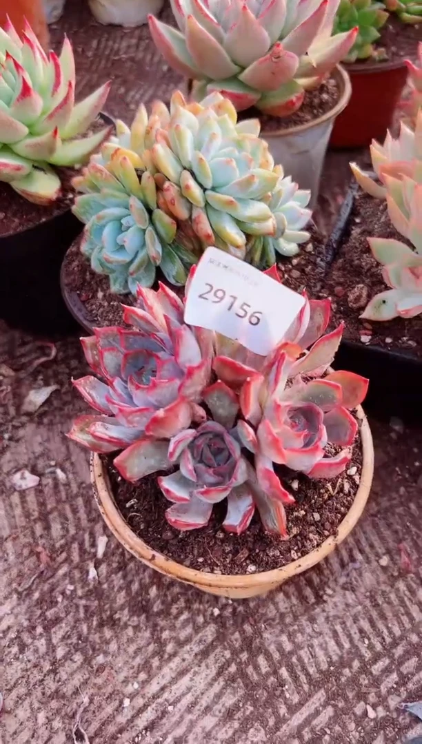 海*多肉植物一物一拍29156