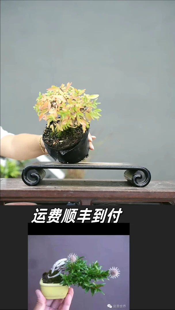 烟***飞5
