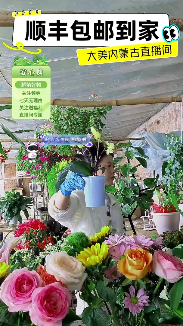 完全开放蝴蝶兰黄色