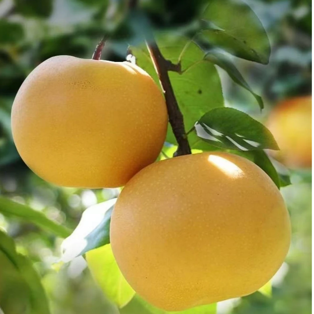 【秋月梨】脆甜多汁，果肉细腻无渣，尝鲜装2个，囤货装5斤装都有