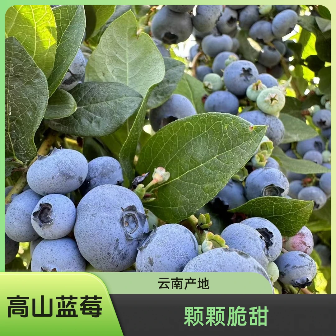 【云南高山蓝莓500g/篮】花香四溢，颗颗饱满，18mm+个个脆甜的超大高山蓝莓让您幸福甜蜜“莓”一刻~！