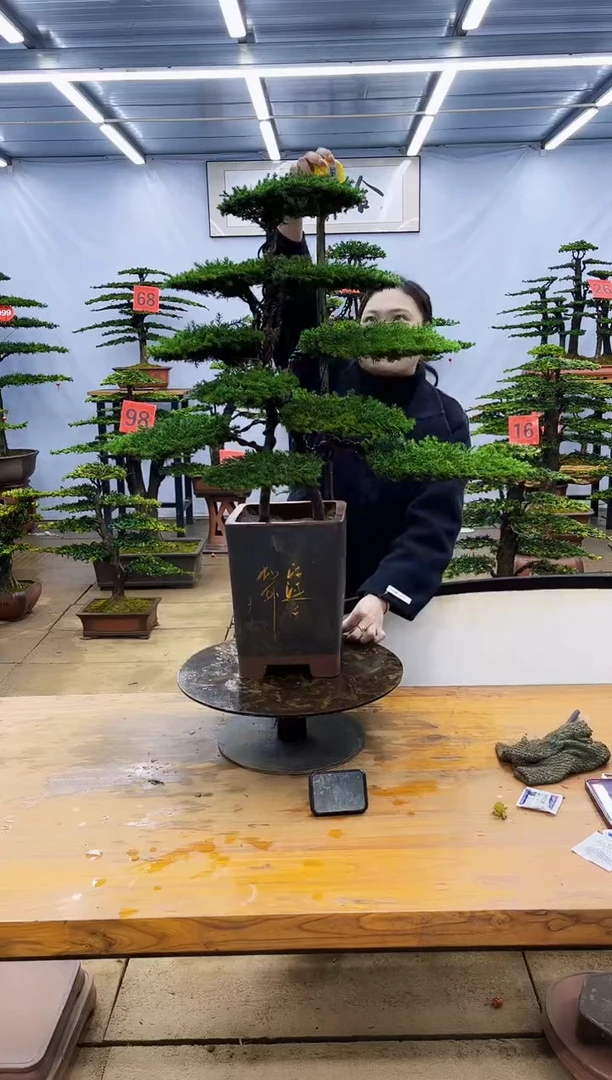 【闪购商品】高端盆景一物一拍，所见即所得