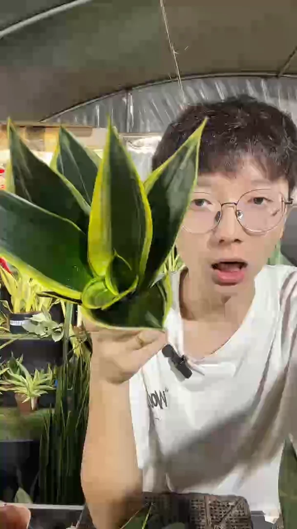 黑金丝裸根3棵12.8