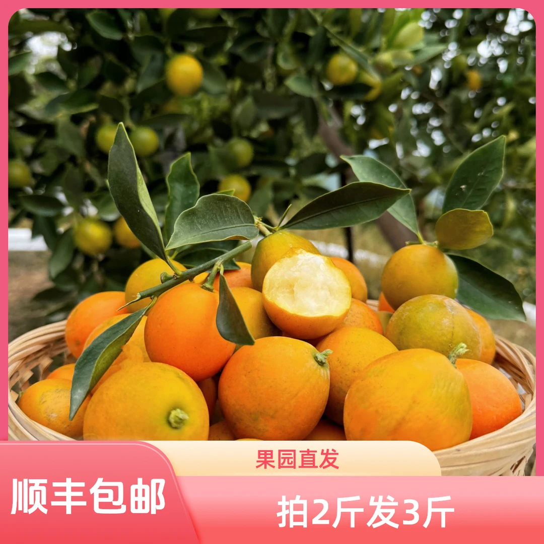 融安金桔融安脆蜜金桔纯甜自家果园采摘现发拍二发三福利顺丰包邮