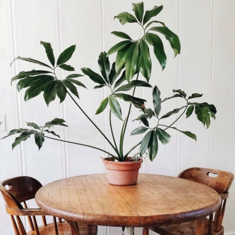 【一物一拍】印第安羽毛蔓绿绒五子登科耐阴热网红观叶北欧风好寓意