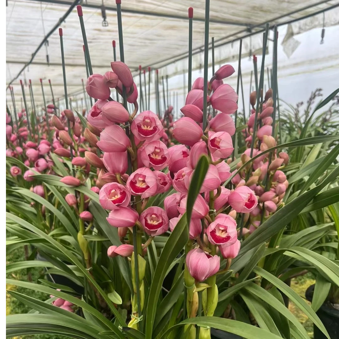 【年宵花】大花蕙兰盆栽一物一拍--云南基地直发