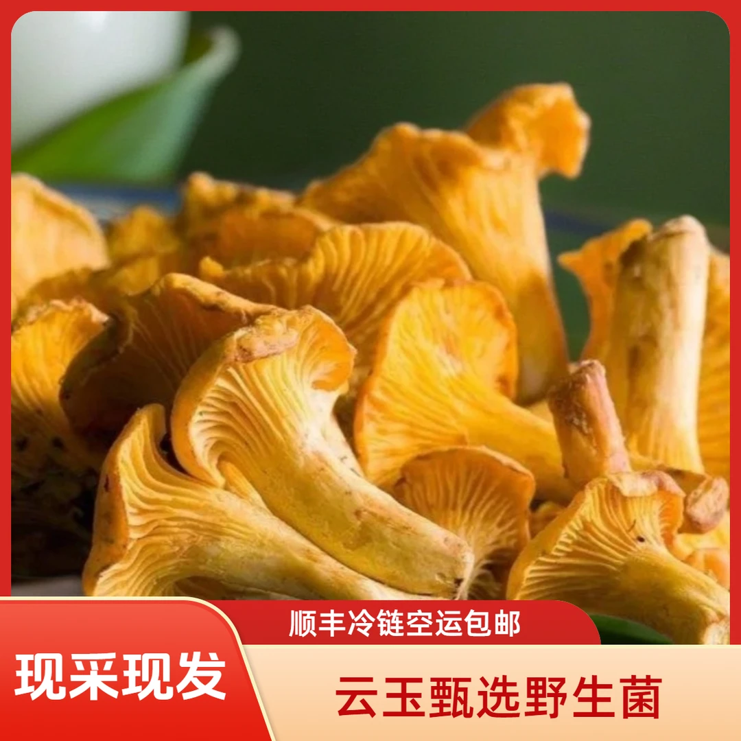 云南新鲜鸡油菌 顺丰冷链空运包邮