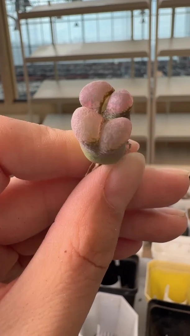 24-150多肉植物肉锥杨梅