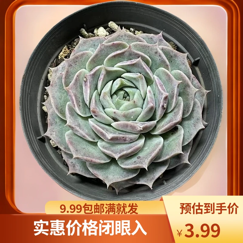 海琳娜 多肉植物星花怒放 阳台 露台 办公室绿植植