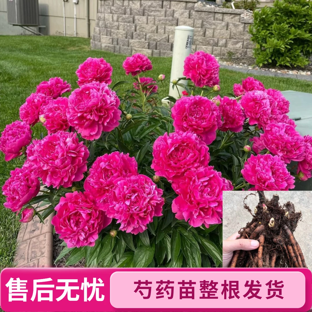 正宗菏泽芍药花苗整根基地现挖剪枝剪叶发货(拍6送1)