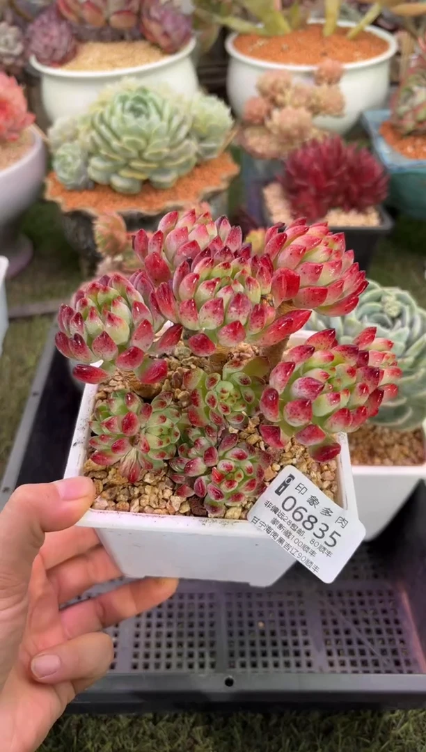 【闪购商品】06835