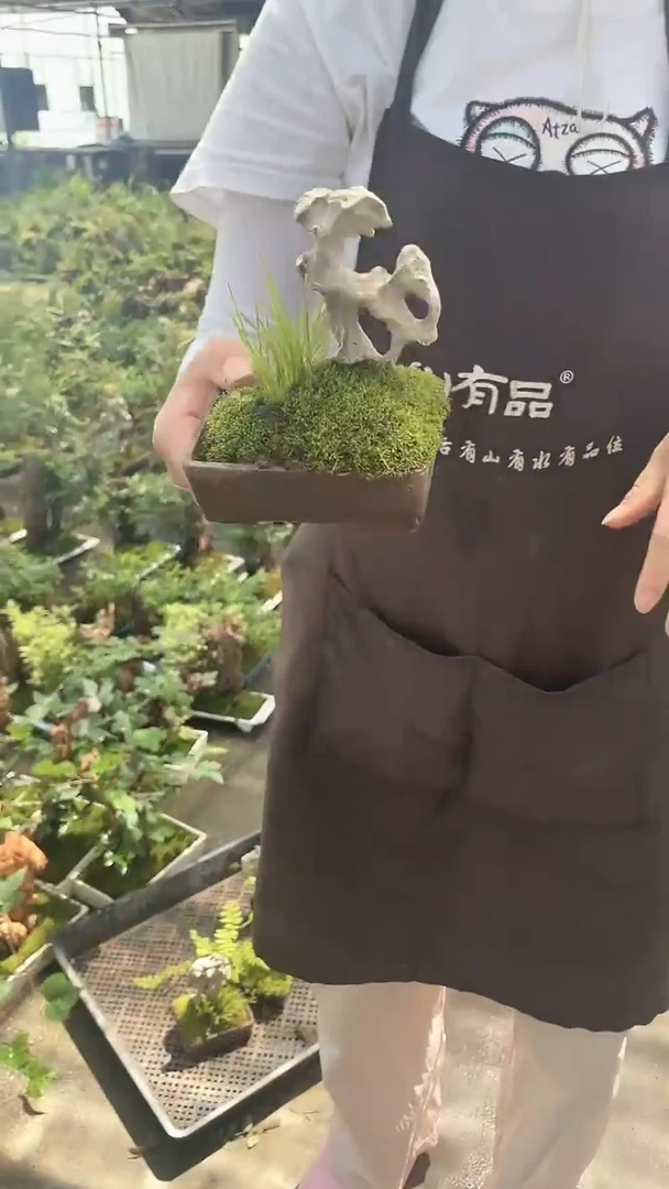无花朵紫砂 附石菖蒲